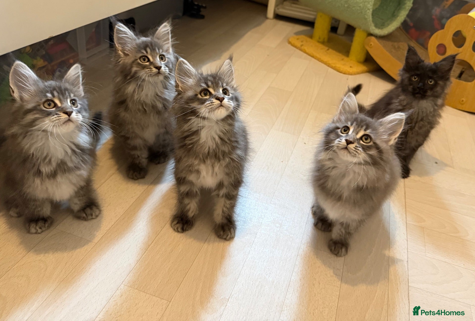 Maine Coon cats for sale: 👑Royal MaineCoon Girls TICA Champion Bloodline!👑 - Advert 16