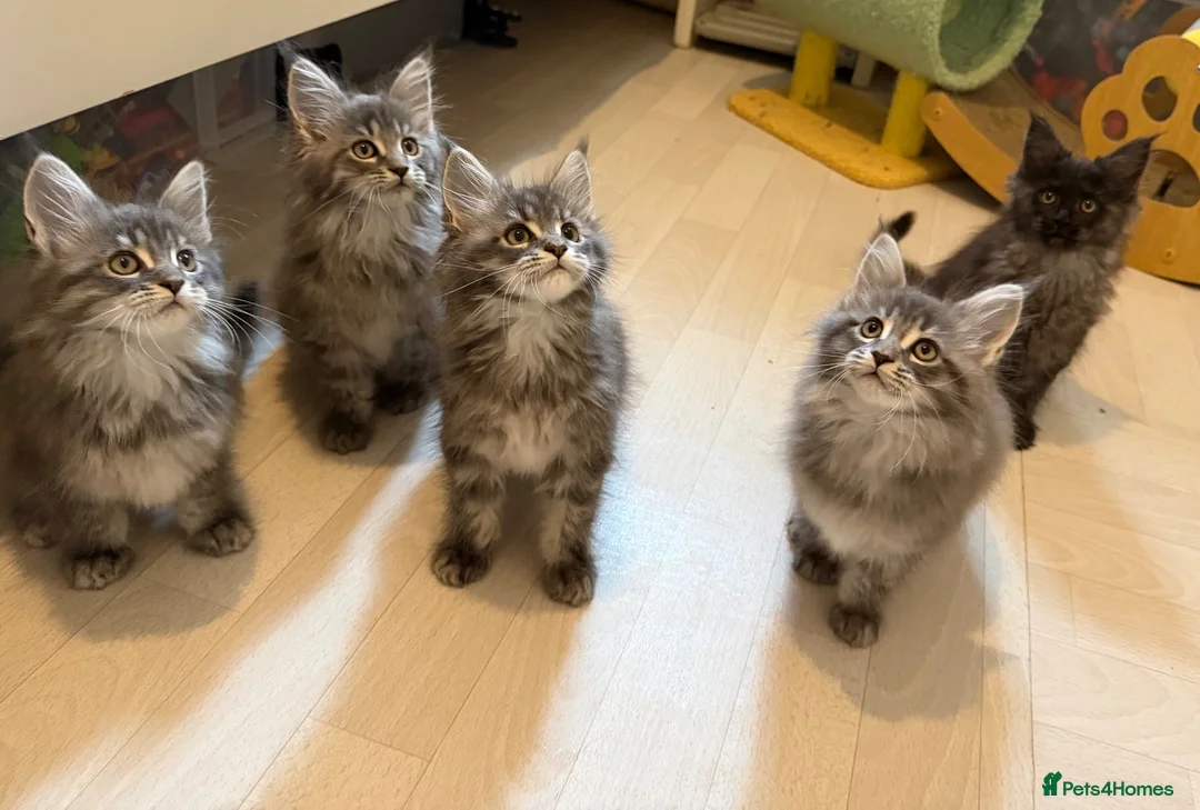 Maine Coon cats for sale: 👑Royal MaineCoon Girls TICA Champion Bloodline!👑 - Advert 1