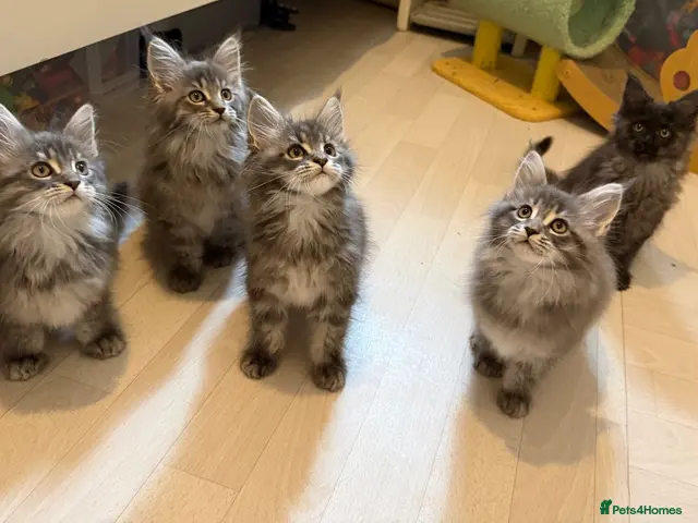 Maine Coon cats for sale: 👑Royal MaineCoon Girls TICA Champion Bloodline!👑 - Advert 16