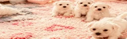 Mixed Breed dogs for sale: Beautiful Maltese x coton de Tuléar puppies 🐶  - Advert 3