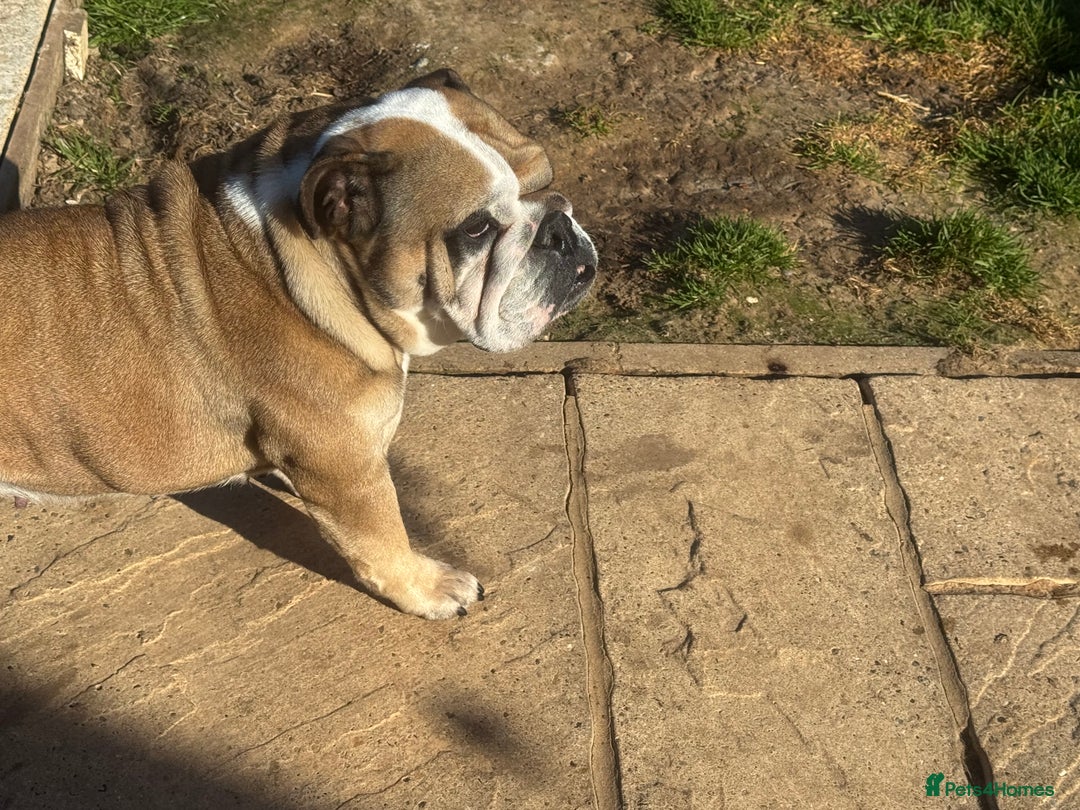 English Bulldog dogs for sale: 2 KC Breeding Bitches - Image 3