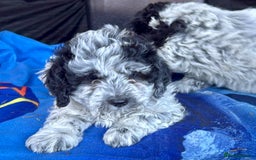 Mixed Breed dogs for sale: Lagotto Romagnolo X Bishon Frise - Image 4