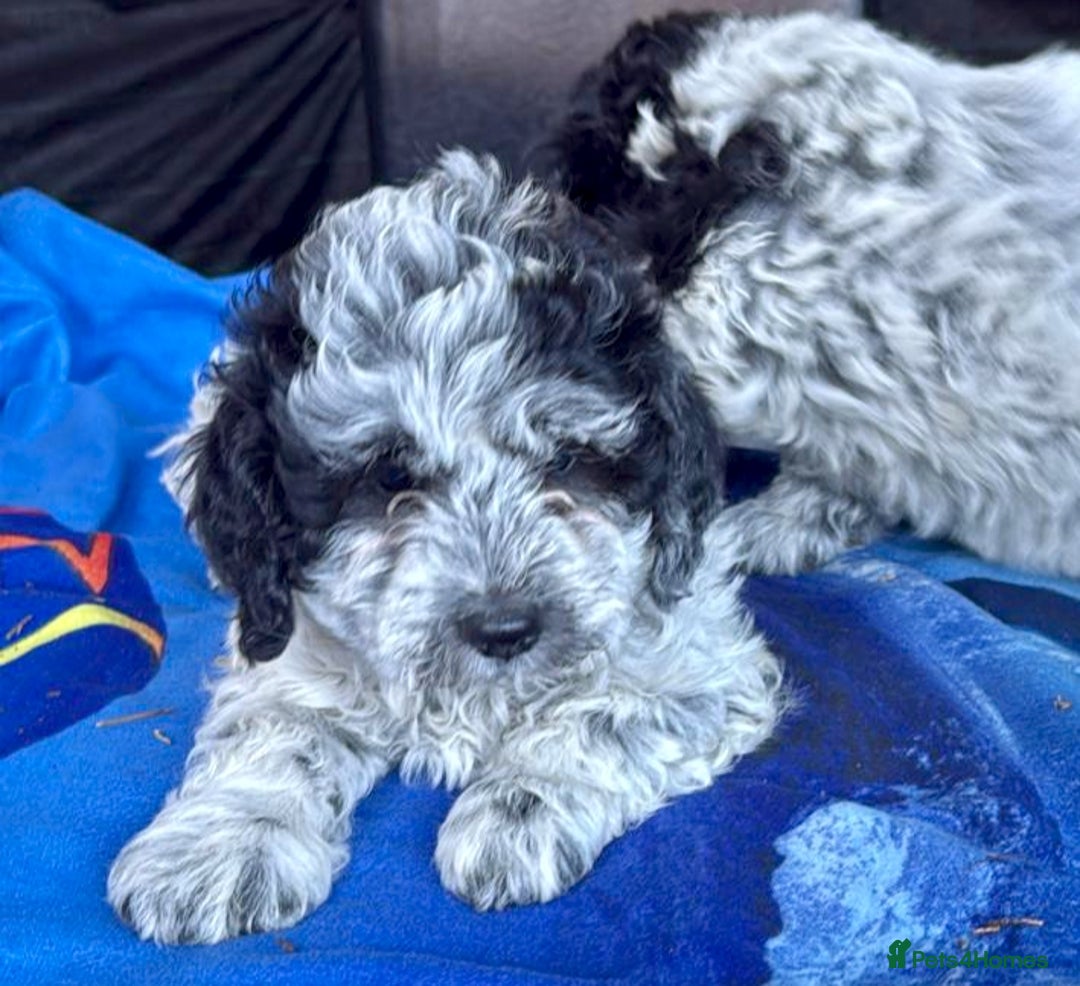 Mixed Breed dogs for sale: Lagotto Romagnolo X Bishon Frise - Image 4