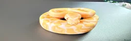 Python Snake reptiles for sale: 1.0 GHI, Leo, 66% het Pied  - Advert 14