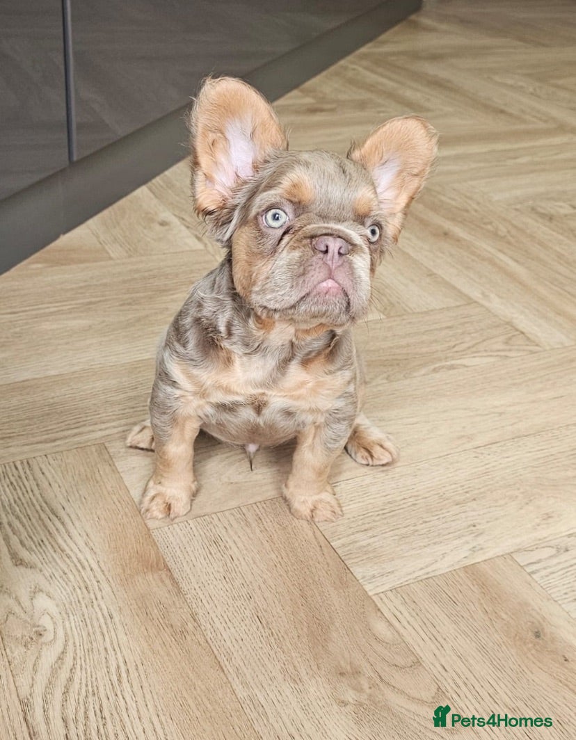 French Bulldog dogs French bulldog pups - Advert 5