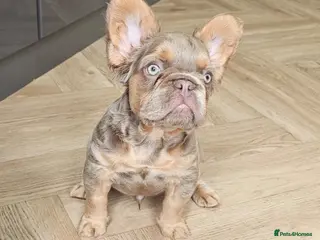 French Bulldog dogs French bulldog pups - Advert 5