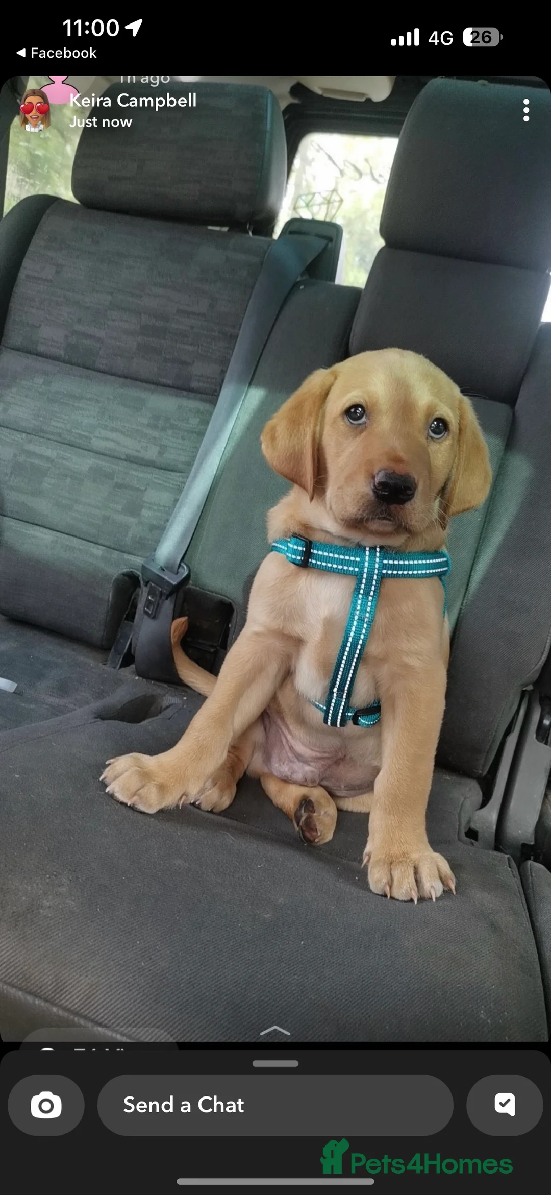 Labrador Retriever dogs for stud: Stunning Fox Red Labrador (Stud) PEDIGREE PROVEN - Advert 6