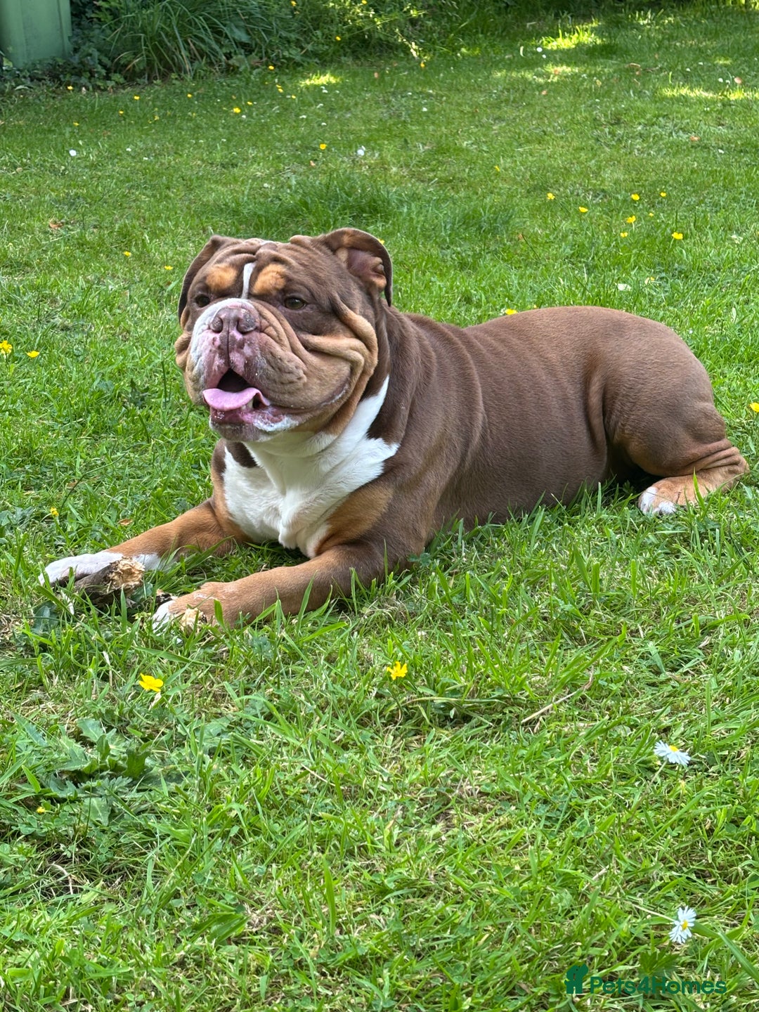 English Bulldog dogs for stud: STUD FOR HIRE - Advert 1