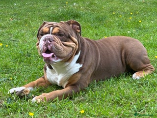 English Bulldog dogs - Advert 4