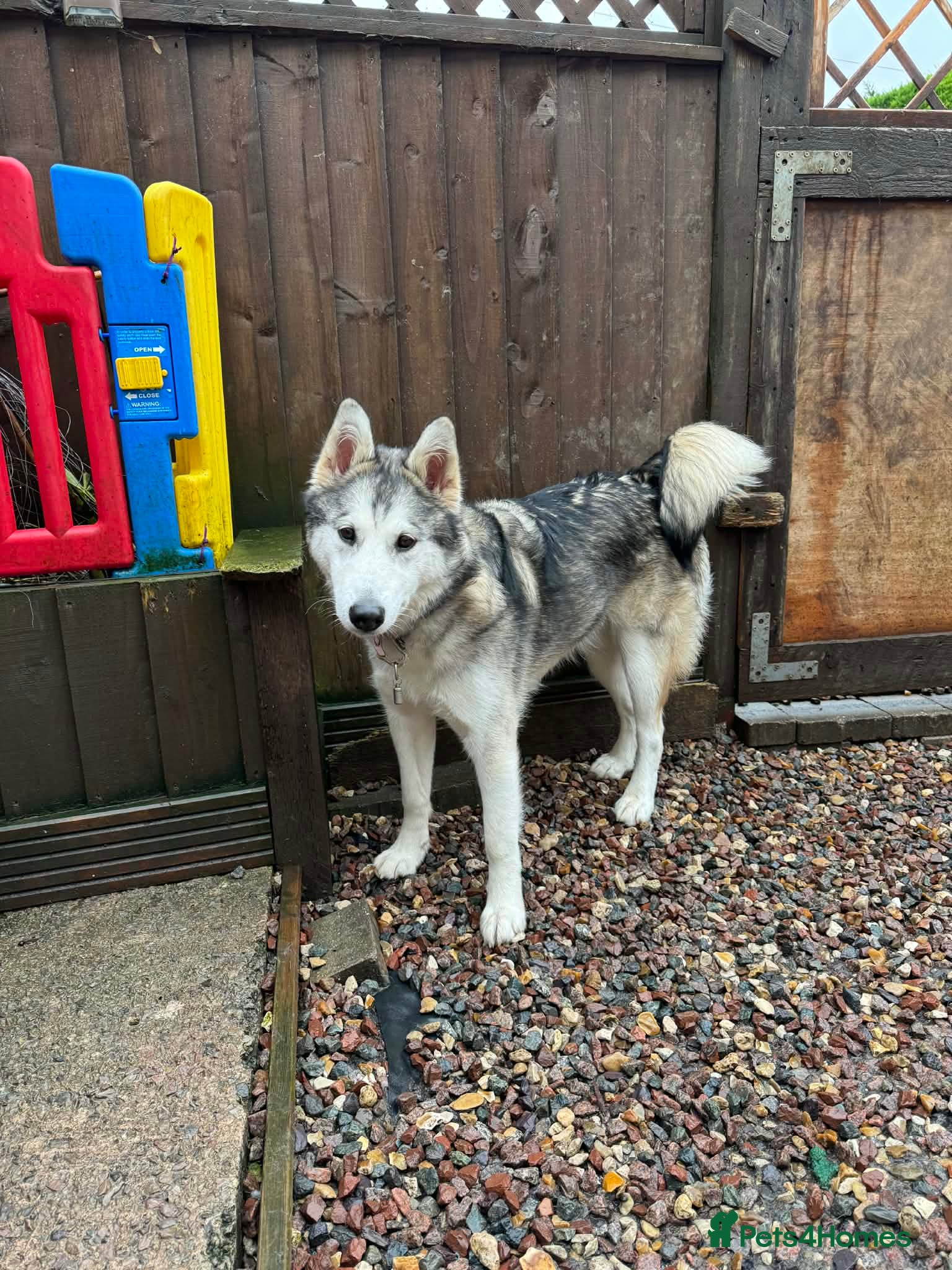 Utonagan dogs  Loving, Energetic Puppy 7 Months Old - Advert 2