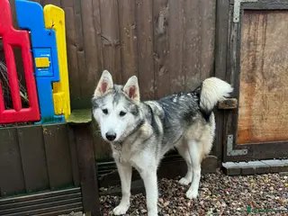 Utonagan dogs Loving, Energetic Puppy 7 Months Old - Advert 2