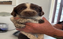 Sprocker dogs for sale: Sproker - Image 6