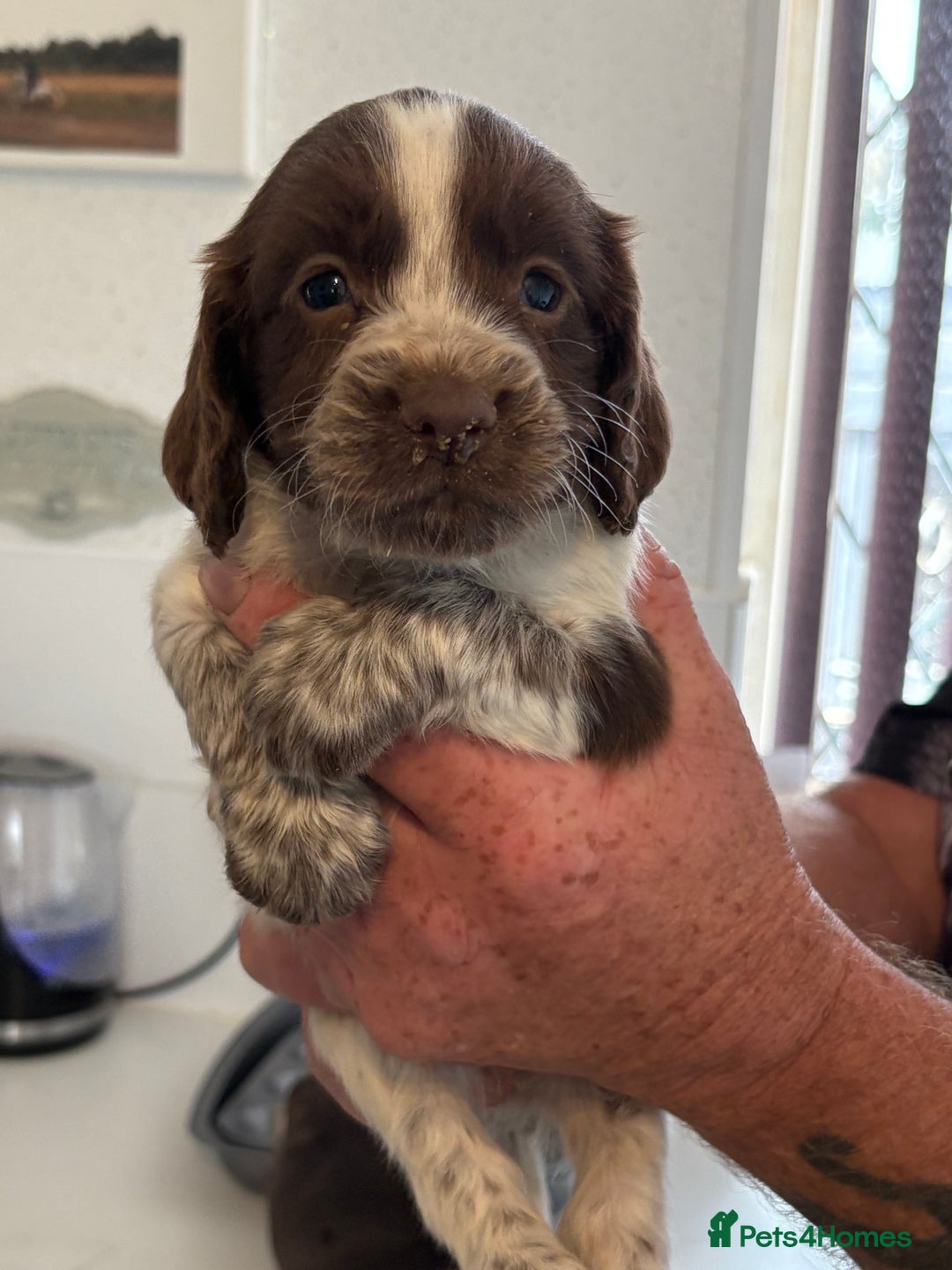 Sprocker dogs for sale: Sproker - Image 6