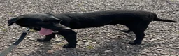 Labrador Retriever dogs for sale: Happy and playful Black Labrador boy - Advert 7