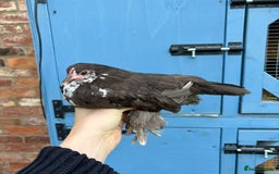 Chickens poultry for sale: Sablepoot Booted Bantam Pullets & Cockerels - Image 1