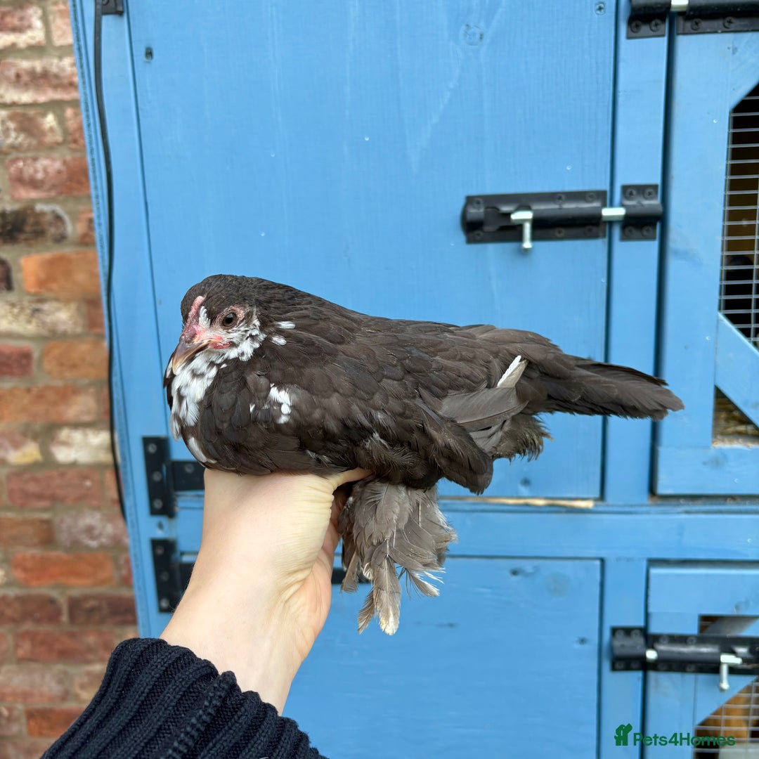 Chickens poultry for sale: Sablepoot Booted Bantam Pullets & Cockerels - Image 1