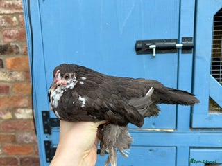 Chickens poultry - Advert 27