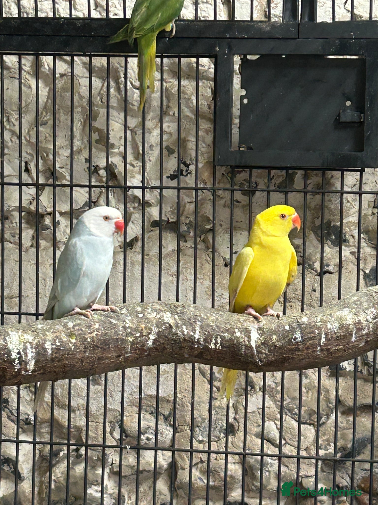 Ringnecks birds Indian Ringnecks  - Advert 1