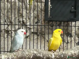 Ringnecks birds Indian Ringnecks - Advert 1