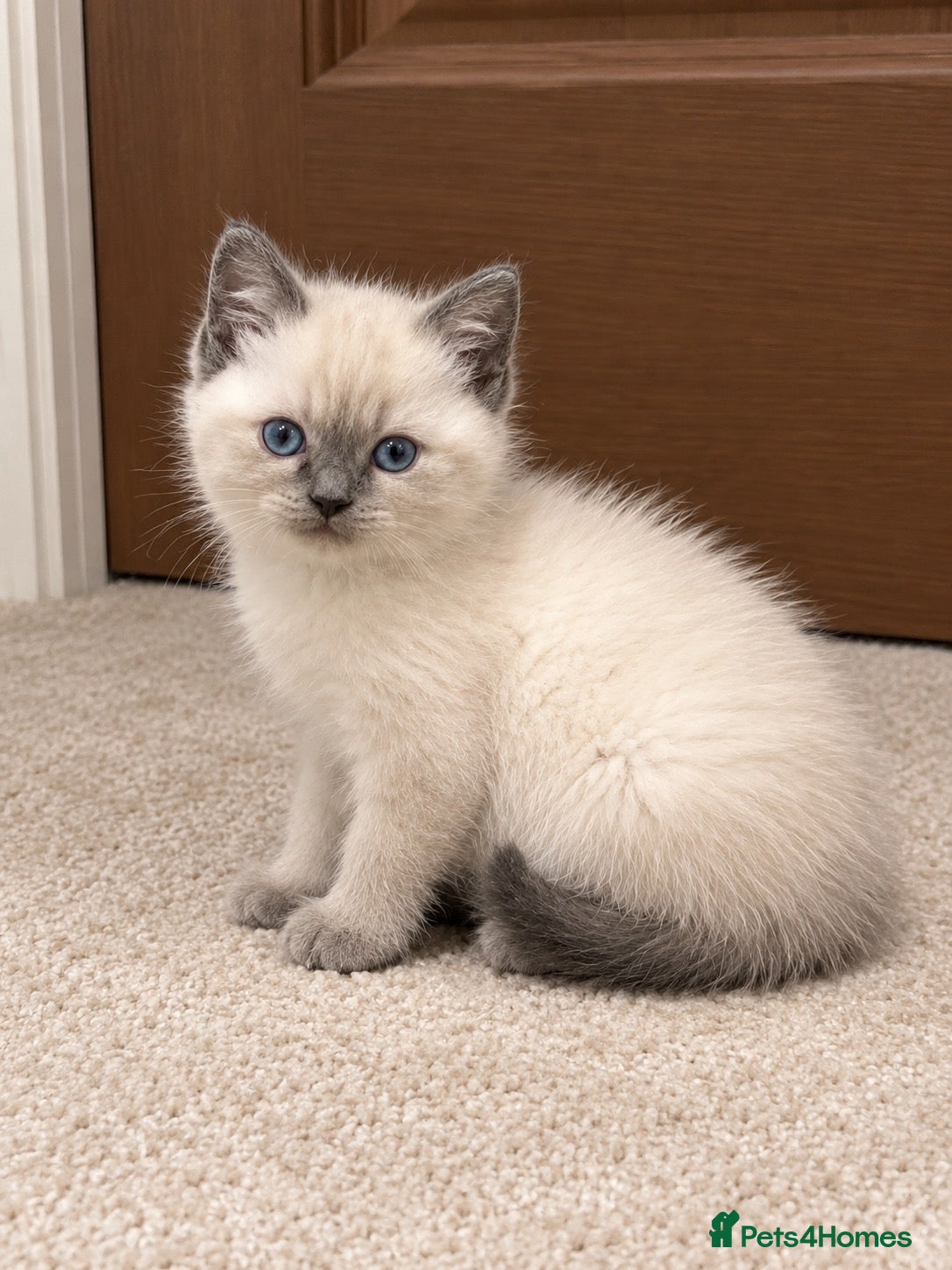 Persian cats for sale: Rag doll x Persian kitten  - Advert 17