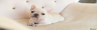 French Bulldog Puppy 4