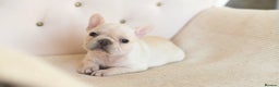 French Bulldog dogs for sale: 😍 Beautiful french bulldog puppies 🥰 - Advert 5