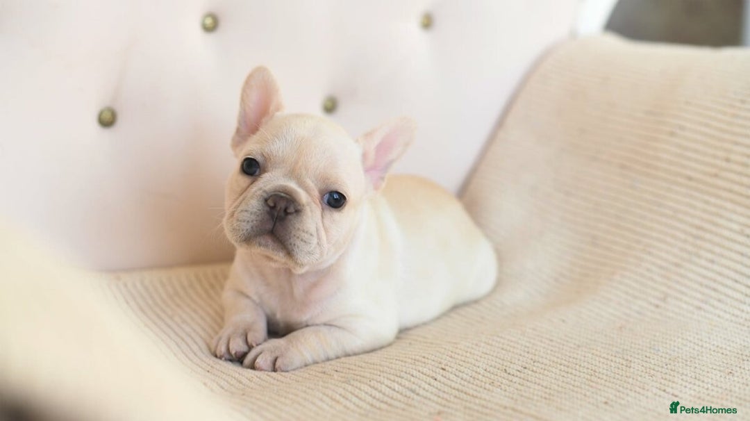 French Bulldog dogs for sale: 😍 Beautiful french bulldog puppies 🥰 - Advert 5