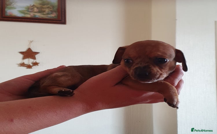 Miniature Dachshund dogs - Advert 12
