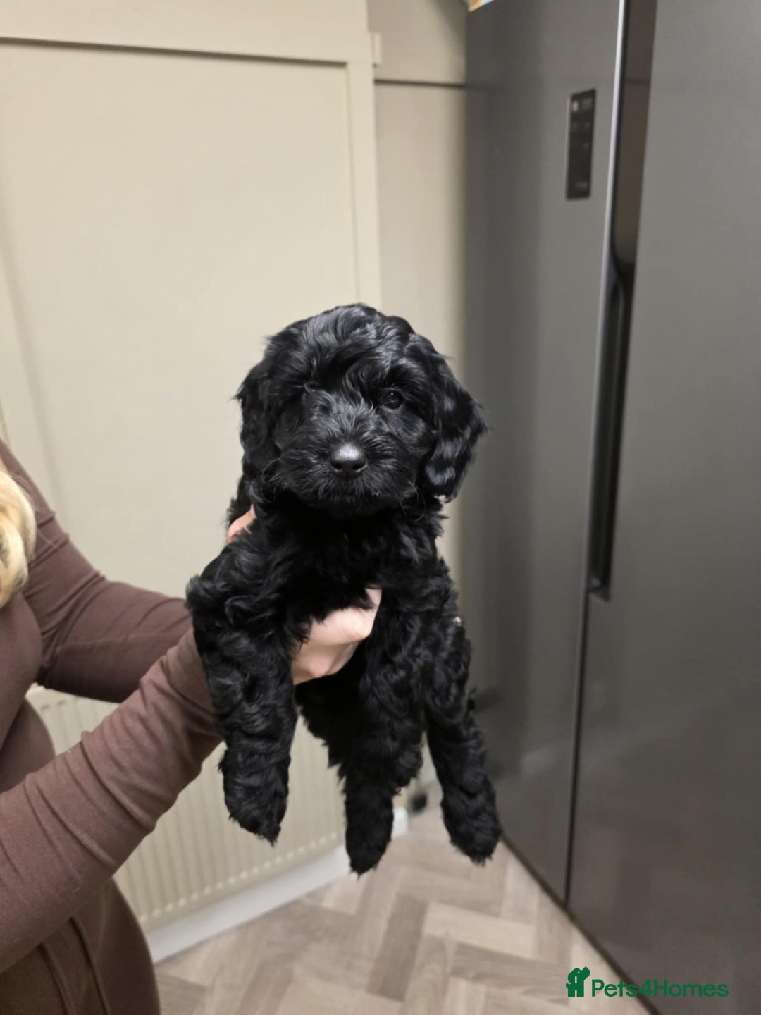 Cockapoo dogs for sale: Beautiful Cockapoo Puppies  - Advert 10