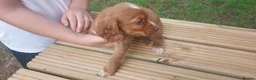 Cocker Spaniel dogs for sale: Health tested cocker spaniel puppies - Advert 10