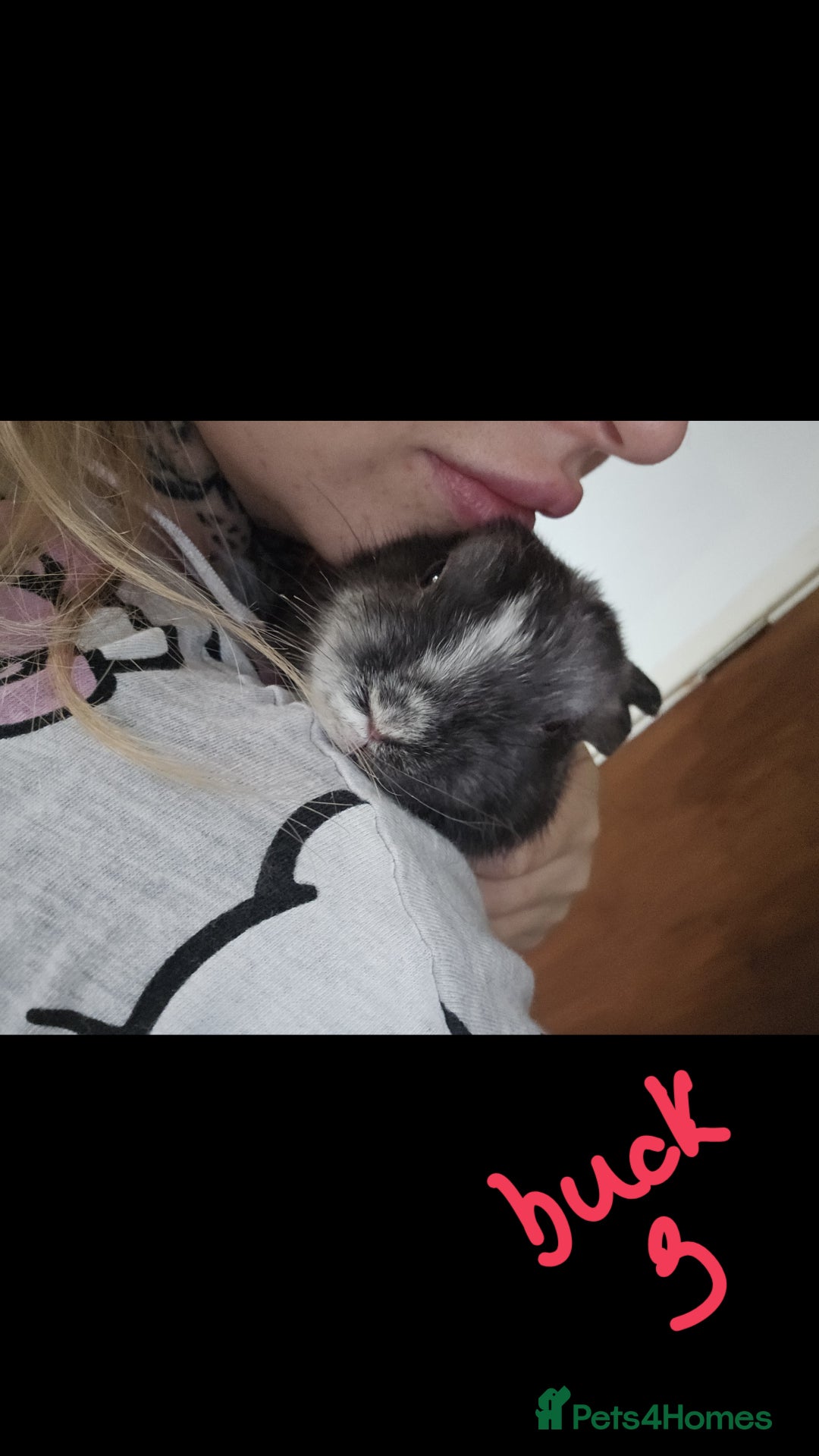 Harlequin rabbits for sale: URGENT 3 bunnies needing rehome 🫶♥️ - Advert 9