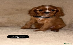 Cavalier King Charles Spaniel dogs for sale: King Charles Cavalier Puppies  - Image 10