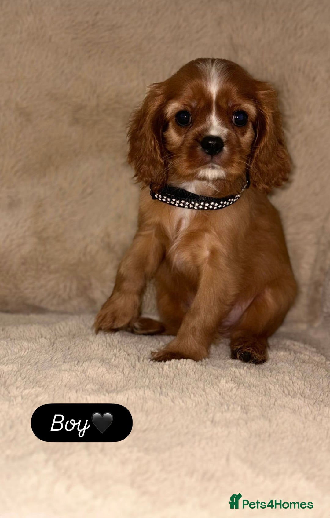 Cavalier King Charles Spaniel dogs for sale: King Charles Cavalier Puppies  - Image 10