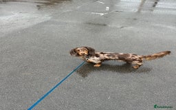 Miniature Dachshund dogs for stud: Meet Loki, miniature dachshund - Image 4