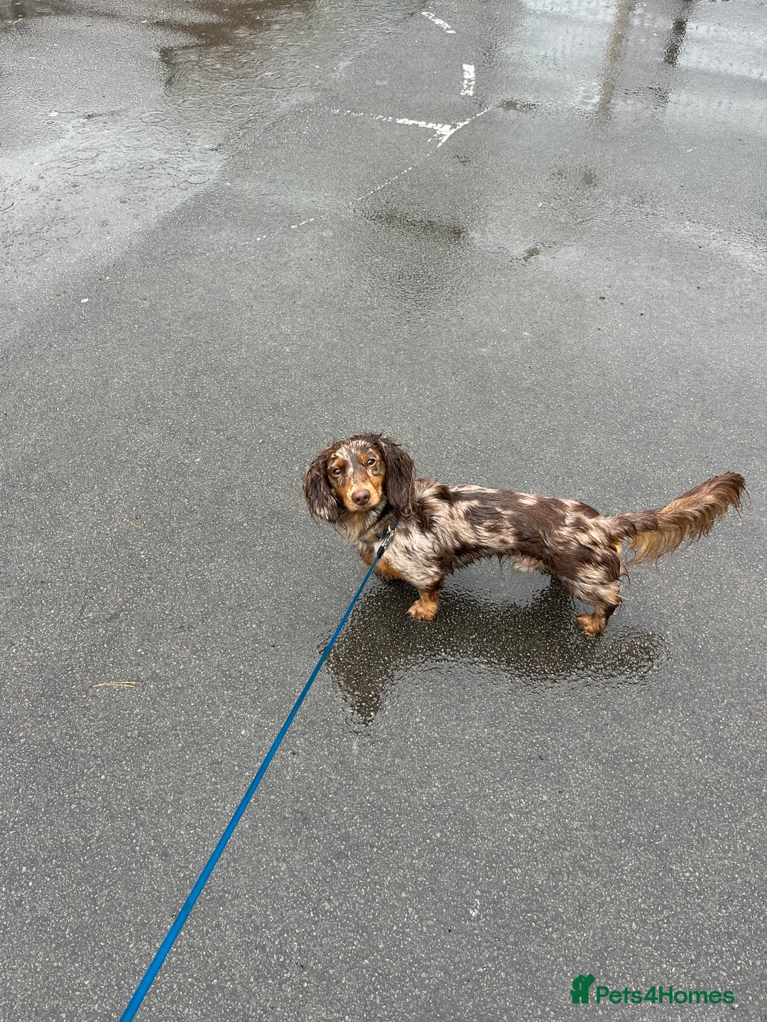 Miniature Dachshund dogs for stud: Meet Loki, miniature dachshund - Image 4