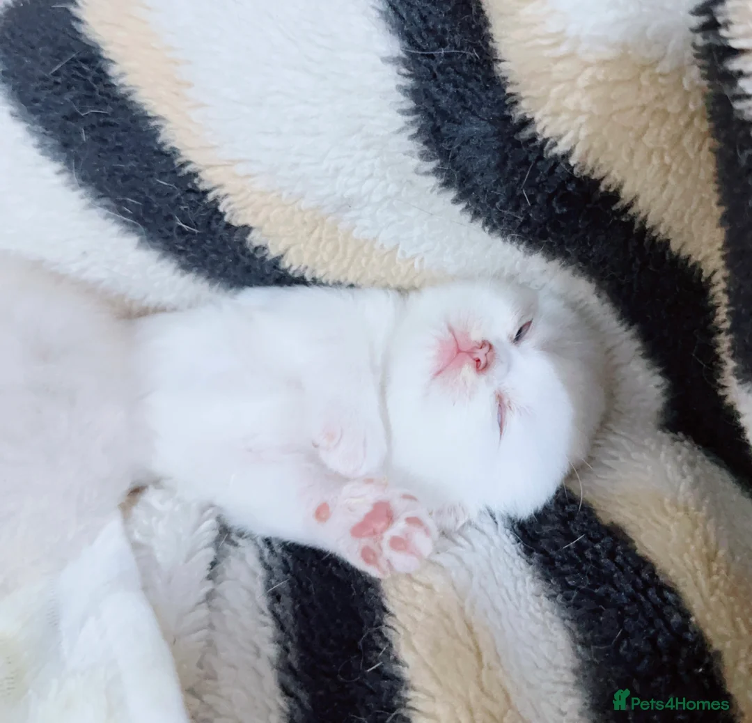 Scottish Fold cats for sale: Stunning Scottish Fold & Scottish Straight Kittens - Advert 1