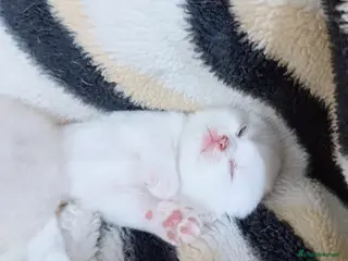 Scottish Fold cats Stunning Scottish Fold & Scottish Straight Kittens - Advert 11