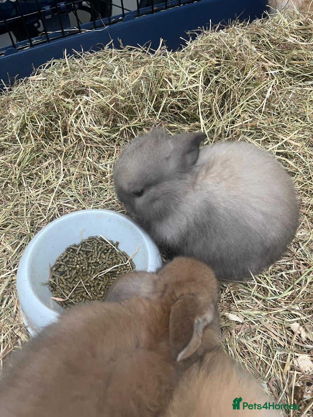 Mini Lop rabbits Gorgeous Mini Lops - Advert 14