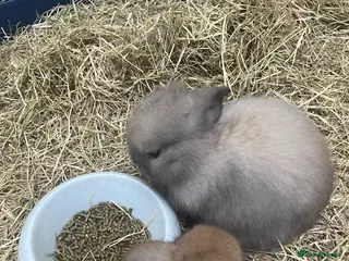 Mini Lop rabbits Gorgeous Mini Lops - Advert 14