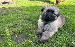 German Shepherd dogs for sale: KC Long Coats Ready To Leave Soon!  - Image 25