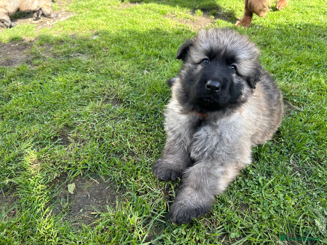 German Shepherd dogs for sale: KC Long Coats Ready To Leave Soon!  - Image 25