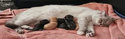 British Shorthair cats for sale: Beautiful choice of BSH Kittens - Advert 7