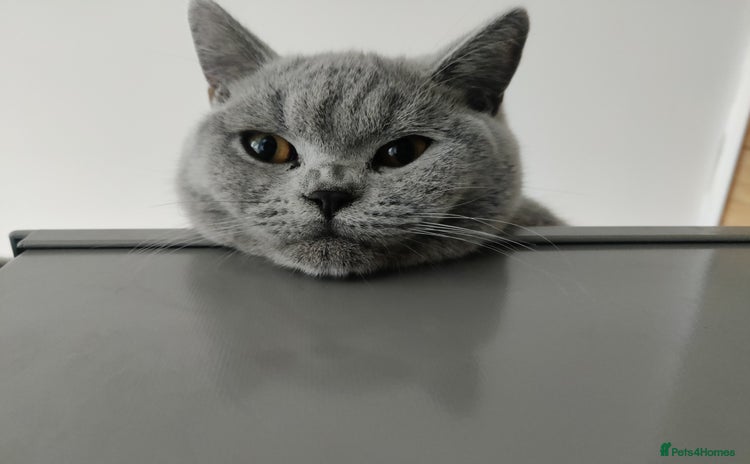 British Shorthair cats - Advert 1
