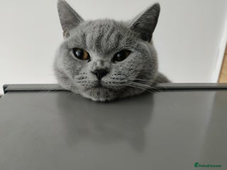 British Shorthair cats - Advert 2