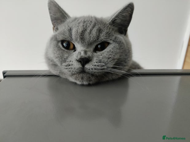 British Shorthair cats - Advert 1