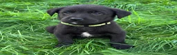 Mixed Breed dogs for sale: HUNTADOR PUPPIES READY FOR THEIR NEW HOMES!  - Advert 29
