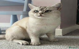 British Shorthair cats for stud: British short heer - Image 4