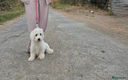 Maltese dogs for sale: Malteaste male - Image 3