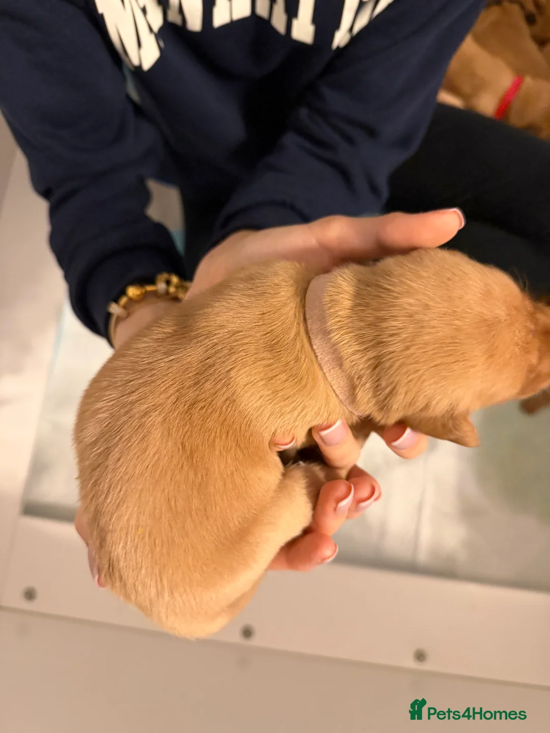 Labrador Retriever dogs for sale: KC Fox Red Labrador Pups FTCH Sire - Health Tested - Advert 36