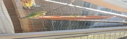 Ringnecks birds for sale: Indian Ringneck  - Advert 3